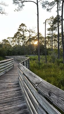 Tarkiln Bayou Preserve State Park by null