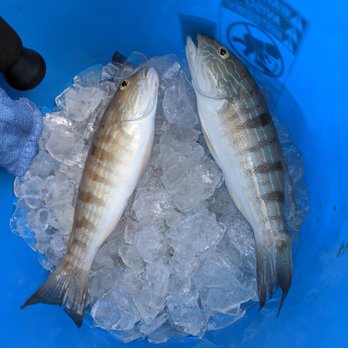 Cortez Deep Sea Fishing - Fishing Near Me - Cortez, Florida