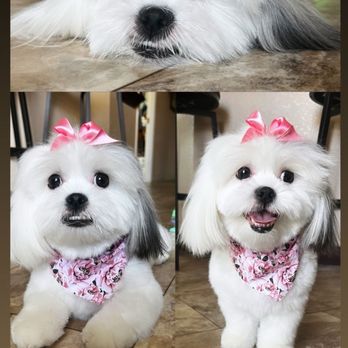 A Pet Affaire - Pet Groomers Near Me - Oxnard, California A Pet Affaire - Pet Groomers Near Me - Oxnard, California