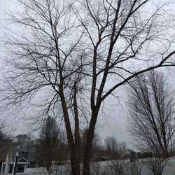 Pate’s Tree Service & Stump Grinding - Initial tree,