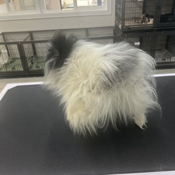 Happy Paws Grooming Salon - Before picture, his fur was so nasty - Pet Groomers Near Me - Morrison, Colorado