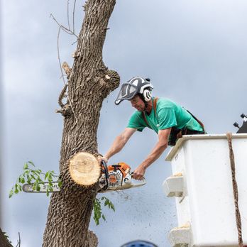 Great Plains Tree Care - Tree Services Near Me - Omaha, Nebraska Great Plains Tree Care - Tree Services Near Me - Omaha, Nebraska