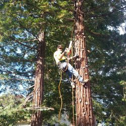 Reasonable Tree Services - It's all easy,when it's done right...
