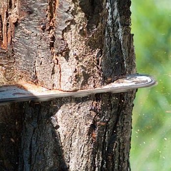 Enfield's Tree Service - untitled - Tree Services Near Me - Omaha, Nebraska Enfield's Tree Service - untitled - Tree Services Near Me - Omaha, Nebraska
