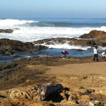 Sandy Clove Cottage - Vacation Rentals Near Me - Fort Bragg, California Sandy Clove Cottage - Vacation Rentals Near Me - Fort Bragg, California