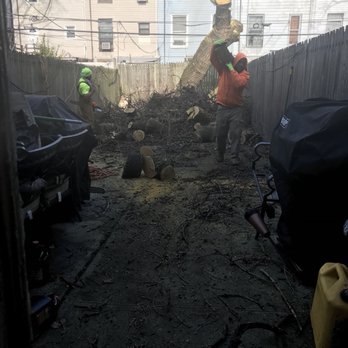 Tarzan Tree Removal - Tree Services Near Me Tarzan Tree Removal - Tree Services Near Me