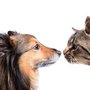 Photo of Dickinson Animal Services