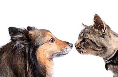 Dickinson Animal Services - pet boarding facility in Durham, NC