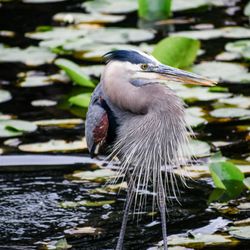 Blue Heron Massage & Wellness