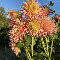 Mama’s Dahlia Farm