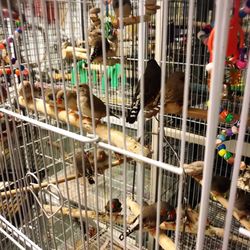The Pet Zone - Chirp chirp