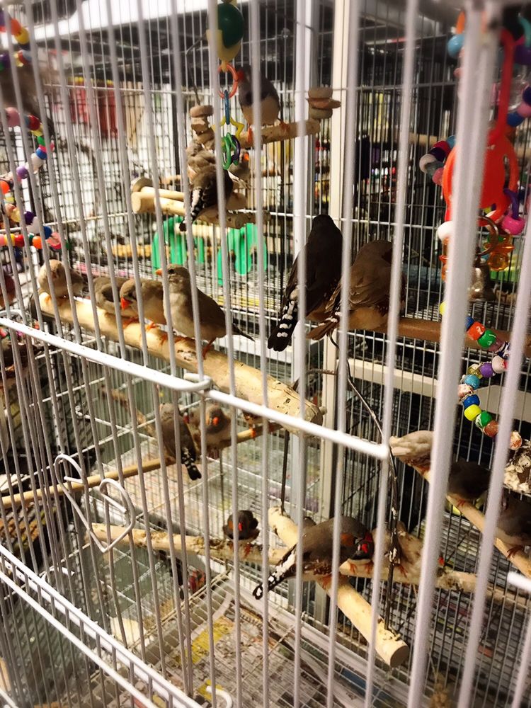 THE PET ZONE 29 Photos & 14 Reviews Pet Stores 8925 Jewella Ave, Shreveport, LA Phone