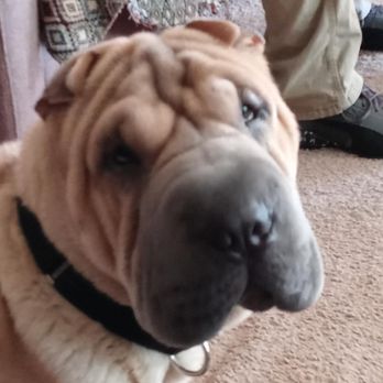 Animal Eye Center - Stitches are OUT! - Veterinarians Near Me - Loveland, Colorado Animal Eye Center - Stitches are OUT! - Veterinarians Near Me - Loveland, Colorado