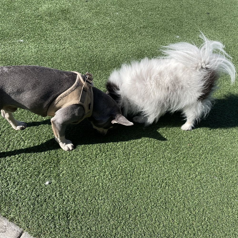 Moscone Dog Park - Social hour for 4 legged kids - Dog Parks Near Me - San Francisco, California Moscone Dog Park - Social hour for 4 legged kids - Dog Parks Near Me - San Francisco, California