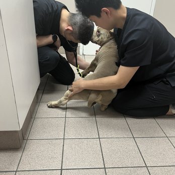 All Pets Medical Centre - Listening to his heart - Veterinarians Near Me - West Hills, California All Pets Medical Centre - Listening to his heart - Veterinarians Near Me - West Hills, California