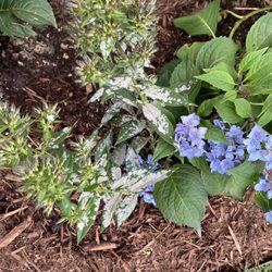 Kiefer Landscaping & Nursery
