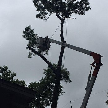 AAA Irish Tree Service - Tree Services Near Me AAA Irish Tree Service - Tree Services Near Me