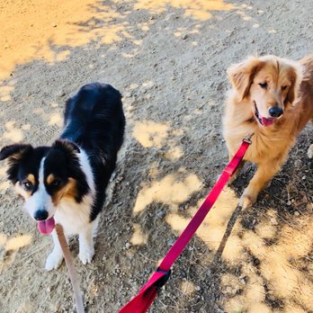 Dog Adventure Camps - Dog Walkers Near Me Dog Adventure Camps - Dog Walkers Near Me