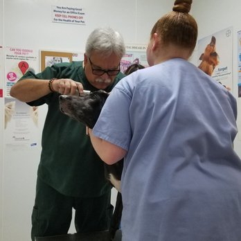 Heart + Paw - Dr Greco and Staff busy with Shelby - Veterinarians Near Me - Centereach, New York