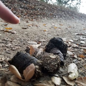 Ben Overturff Trail - The Gift - Hiking Near Me - Monrovia, California