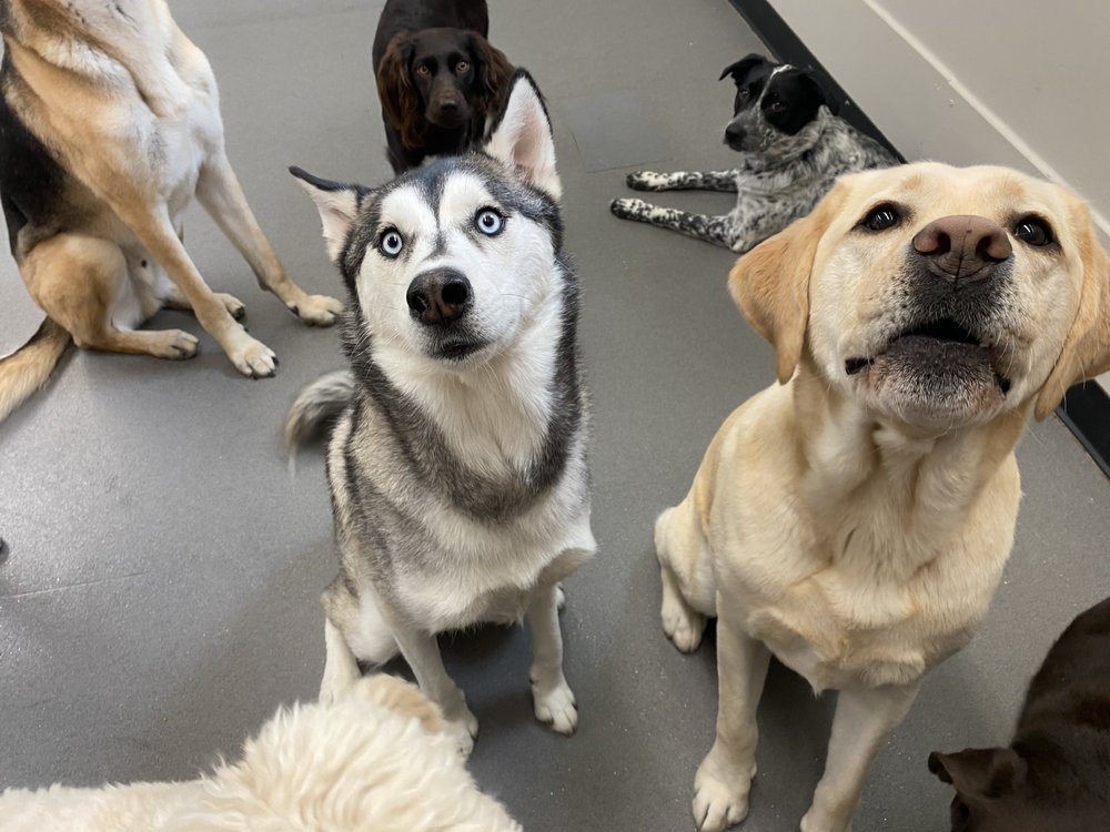 Original Bark - pet boarding facility in Portland, OR