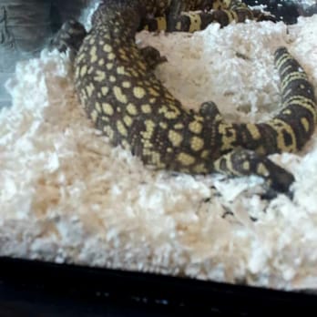 Reptile Super Show - Festivals Near Me - Pomona, California Reptile Super Show - Festivals Near Me - Pomona, California