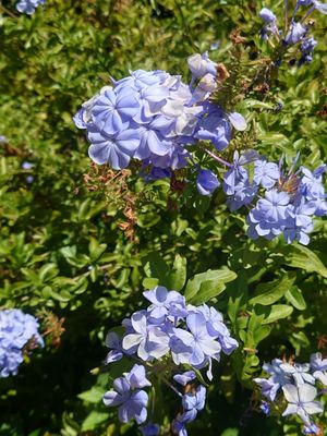 Cafe Wisteria by null