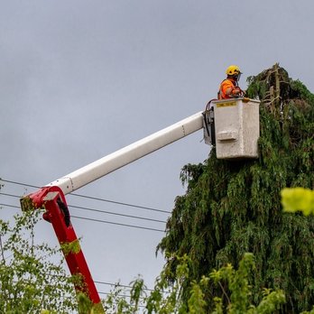 CC's Landscaping & Tree Service - Tree Services Near Me CC's Landscaping & Tree Service - Tree Services Near Me