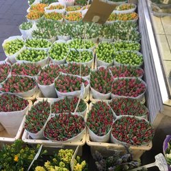 Blumenparadies - Just their tulip selection!