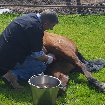 Tri Star Equine Veterinary Services - Gelding a horse is a comfortable, safe procedure that we offer your horse. He will be much happier and healthy after it is done. - Veterinarians Near Me - Acampo, California Tri Star Equine Veterinary Services - Gelding a horse is a comfortable, safe procedure that we offer your horse. He will be much happier and healthy after it is done. - Veterinarians Near Me - Acampo, California