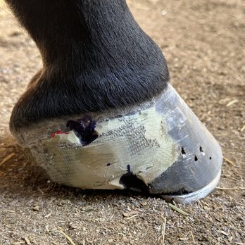 JH Horseshoeing - QC hoeing out of the coronary band! - Farriers Near Me JH Horseshoeing - QC hoeing out of the coronary band! - Farriers Near Me