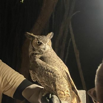 Las Noches de Las Luminarias - Owl - Festivals Near Me - Phoenix, Arizona