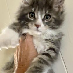 Kittie Capers Maine Coon Kittens