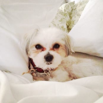Aloha Dog - Gizmo - Pet Sitting Near Me - Honolulu, Hawaii Aloha Dog - Gizmo - Pet Sitting Near Me - Honolulu, Hawaii
