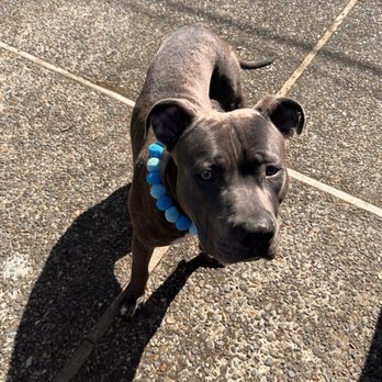 Metro Mobile Groomers - Pet Groomers Near Me Metro Mobile Groomers - Pet Groomers Near Me