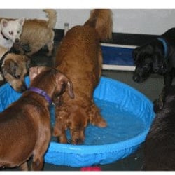 Doggie Oasis Day Care & Boarding