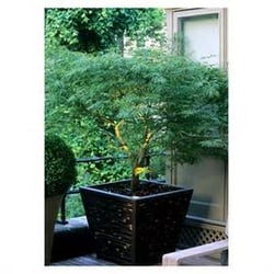 NEW YORK PLANTINGS GARDEN DESIGN - 47 Photos - Gardeners - 2672 21st St