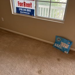 Dog poop stained carpet through the entire house Dog poop stained carpet through the entire house