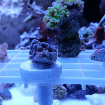 Reefs2go - Zoa 2 immediately after acclimation on 1 inch plug - Pet Stores Near Me - Clearwater, Florida Reefs2go - Zoa 2 immediately after acclimation on 1 inch plug - Pet Stores Near Me - Clearwater, Florida