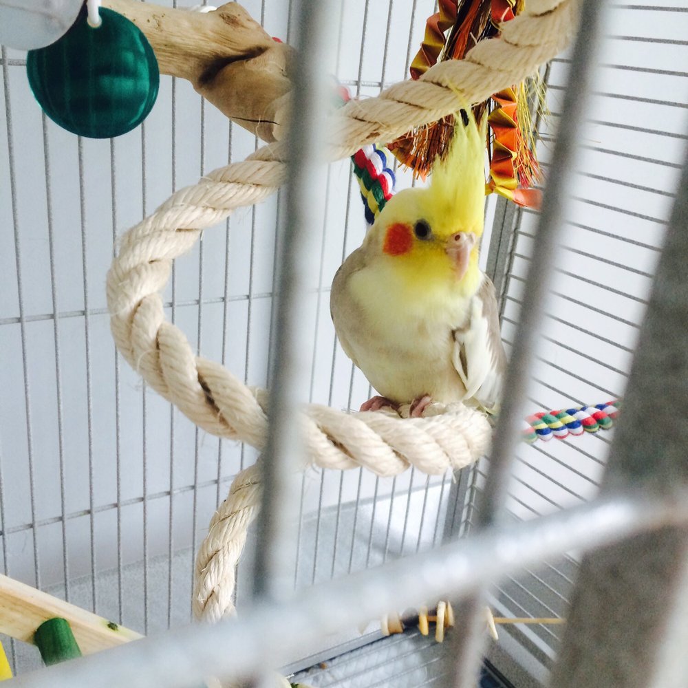 CD Aquarium - My new cockatiel, Jackson. Very cute and active :) - Pet Stores Near Me - San Jose, California
