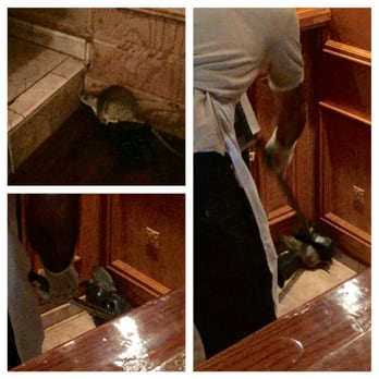 India Garden - Rat in a trap. Stopped eating immediately and went to Cocina Mexico. - Indian Near Me - Pleasanton, California
