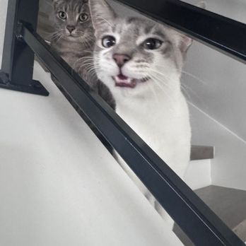 All About Cats Pet Sitting - My cats - Pet Sitting Near Me All About Cats Pet Sitting - My cats - Pet Sitting Near Me