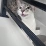 Photo of All About Cats Pet Sitting