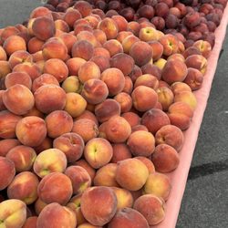 Ken’s Top Notch - Peaches at the Fort Mason Center Farmers Market