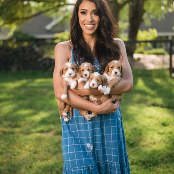 Paddingtondoodles - Pet Breeders Near Me - Loomis, California Paddingtondoodles - Pet Breeders Near Me - Loomis, California