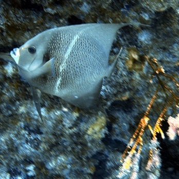 Sail Fish Scuba - Scuba Diving Near Me - Key Largo, Florida