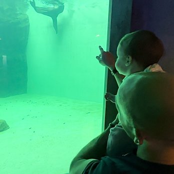 Seattle Aquarium - Aquariums Near Me - Seattle, Washington