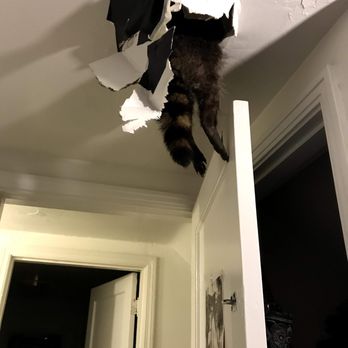 ARC Animal Removal & Control - Raccoon Removal, Cincinnati Ohio - Wildlife Control Near Me ARC Animal Removal & Control - Raccoon Removal, Cincinnati Ohio - Wildlife Control Near Me