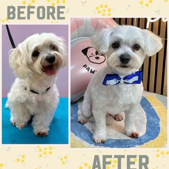 Pawtastic - Pet Groomers Near Me - Tustin, California Pawtastic - Pet Groomers Near Me - Tustin, California