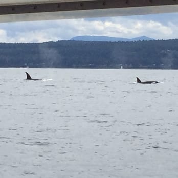 Vancouver Whale Watch - Whale Watching Tours Near Me - Richmond, British Columbia Vancouver Whale Watch - Whale Watching Tours Near Me - Richmond, British Columbia